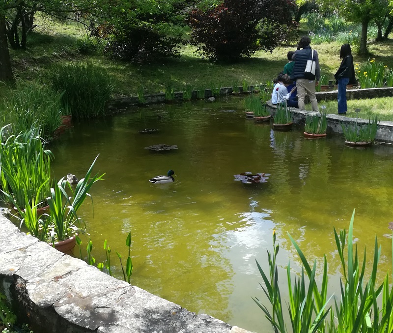 Laghetto nella parte bassa del giardino dell'iris di Firenze. I bambinbi ameranno questa sosta durante la visita. 