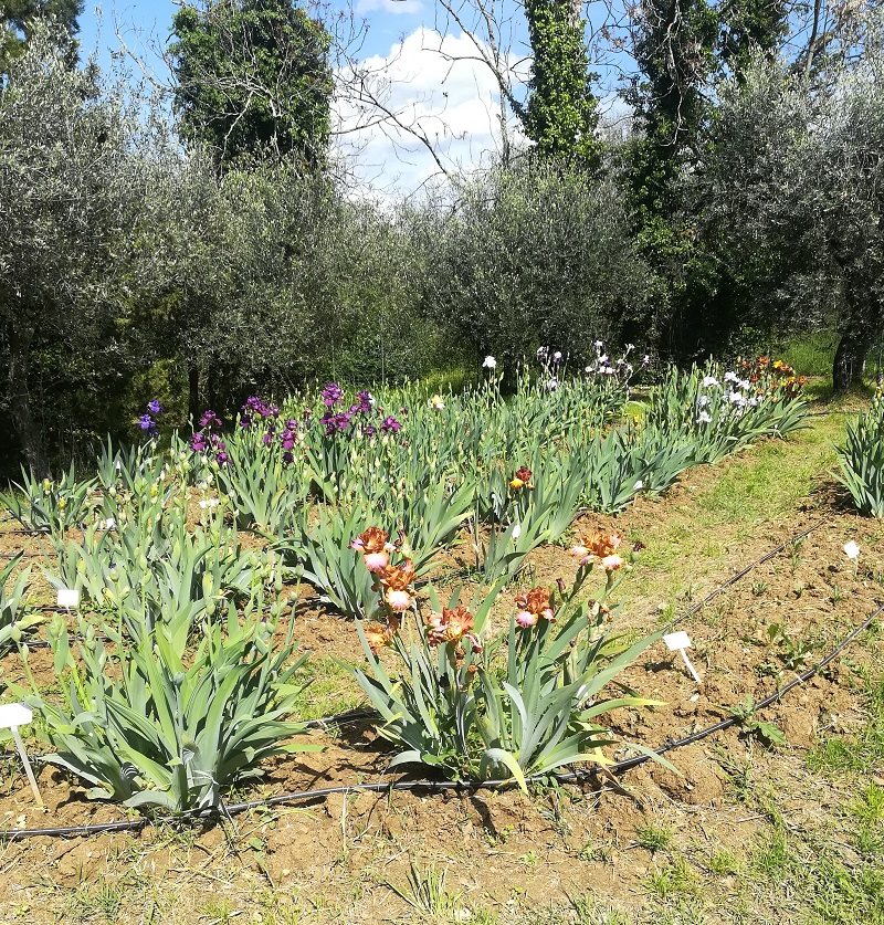 Nella foto si può capire che il giardino dell'iris di Firenze si trova sul pendio di una collina. Il giardino è visitabile dal 25 aprile al 20 maggio