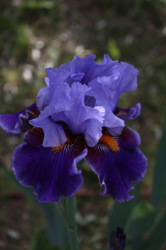 Fioritura del giardino dell'iris di Firenze. Visitarlo a metà maggio è il momento migliore!