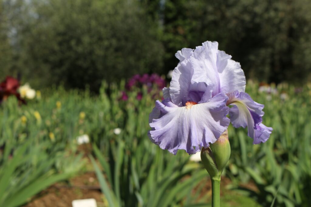 Al giardini dell'iris di firenze è possibile durante la visita osservare le diverse varietà di iris, nei loro diversi colori. Qui in primo piano un iris aucheri