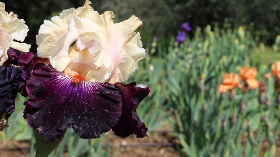 Il giardino dell'iris presenta tantissime varietà provenienti da tutto il mondo. SI visita ad aprile maggio quando fiorisce. COme visitarlo? con macchina fotografica alla mano e scarpe comode